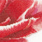 Thea Gouverneur - Borduurpakket met telpatroon - 520A - Voorgesorteerde DMC Garens - Rood-Witte Dubbele Tulp - Aida - 34 cm x 36 cm - DIY Kit