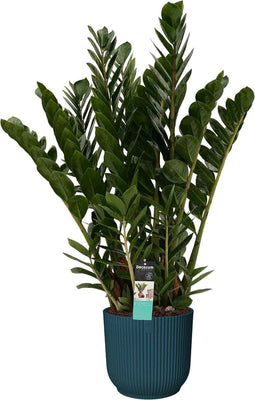 Decorum Zamioculcas in Elho Vibes Fold Rond sierpot (diepblauw) - Duynplant - Groene plant- Hoogte 90 cm
