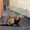 Gardigo Live Marten Trap Niet dodelijke val Functies: Lokstof 1 stuk(s)
