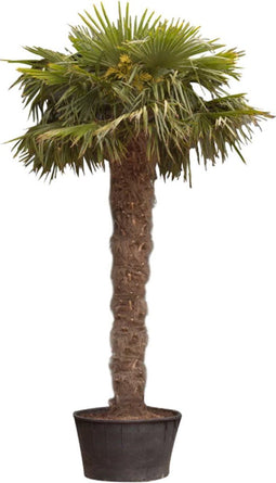 Chinese waaierpalm 280 cm stamhoogte 380 cm