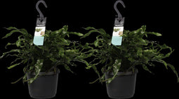 Goed & Groen - Decorum Duo Microsorum diversifolium - ↨ 40cm - Potmaat 17 - Exclusieve Kwaliteit Planten - Kamer Plant - Kamerplanten - Sfeer - Interieur