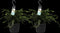 Goed & Groen - Decorum Duo Microsorum diversifolium - ↨ 40cm - Potmaat 17 - Exclusieve Kwaliteit Planten - Kamer Plant - Kamerplanten - Sfeer - Interieur