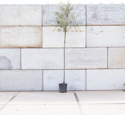 Malus d. Cox Orange Pippin als leiboom Malus domestica Cox Orange P...