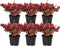 Plants by Frank | set van 6 Parelbes planten | 6x Pernettya mucronata rood | 6x rood | 12 cm Ø | 20 cm hoog | winterharde planten | tuinplanten | planten