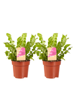 Asplenium Crispy Wave ↨ 30cm - 2 stuks - hoge kwaliteit planten