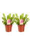 Asplenium Crispy Wave ↨ 30cm - 2 stuks - hoge kwaliteit planten