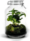 Growing Concepts DIY Duurzaam Ecosysteem Weckpot 5L - Planten - Calathea - H28xØ18cm