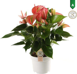 Plantjescoren.nl Anthurium Livium Red ↕ 60 cm Pot Ø 17 cm
