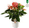 Plantjescoren.nl Anthurium Livium Red ↕ 60 cm Pot Ø 17 cm
