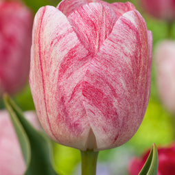 Plant in a Box - Tulipa Hemisphere - Bloembollen x30 - Tulp - Roze / Wit / Rood - Hollandse Tulpen