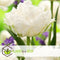 Plant in a Box - Tulipa Snow Crystal - Bloembollen x10 - Tulp - Wit - Vroegbloeier
