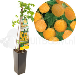 Framboos - Rubus idaeus Fallgold - frambozenplant - frambozenstruik - kleinfruit - eigen fruit kweken -ca. 50cm hoog