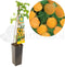 Framboos - Rubus idaeus Fallgold - frambozenplant - frambozenstruik - kleinfruit - eigen fruit kweken -ca. 50cm hoog