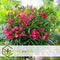 Plant in a Box - Nerium Oleander - Tuinplant - Pot 21cm - Hoogte 80-90cm