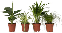 Plant in a Box - Mix van 4 diervriendelijke planten - Luchtzuiverende groene kamerplanten - Pot 12cm - Hoogte 20-40cm