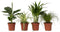 Plant in a Box - Mix van 4 diervriendelijke planten - Luchtzuiverende groene kamerplanten - Pot 12cm - Hoogte 20-40cm