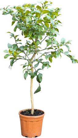 Zure citroen boom Citrus limon h 130 cm st. omtrek 12,5 cm