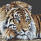 Thea Gouverneur - Borduurpakket met telpatroon - 579.05 - Voorgesorteerde DMC Garens - Tijger - Zwarte Aida - 45 cm x 35 cm - DIY Kit