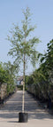 Ruwe berk | Betula pendula 14-18 cm | Bomenbezorgd.nl