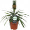 Kamerplant - Ananas Corona single