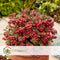 Plant in a Box - Gaultheria mucronata - Rode Pernettya in Mand - Parelbes - Winterharde groenblijvende plant - Pot 17cm - Hoogte 25-40cm