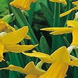 5 stuks - JUB - Narcissus February Gold 4 bollen