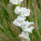Plant in a Box - Gladiolus - Mix van 60 - Gladiolus bloembollen - Grootbloemige gladiolen - Zomertuin bloemen