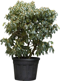 Rhododendron Catawbiense grandiflorum | Rhododendron 'Catawbiense grandiflorum' | Bomenbezorgd.nl
