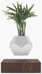 LYFE Planter – Zwevende plant – Walnoot hout