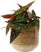 Ter Steege Bloempot Geel D 13 cm H 13 cm