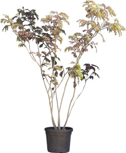 Rode Perzische slaapboom meerstammig | Albizia julibrissin 'Summer Chocolate' | Bomenbezorgd.nl