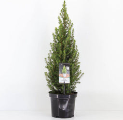 Warentuin natuurlijk - Picea glauca perfecta 40-50 cm