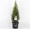 Warentuin natuurlijk - Picea glauca perfecta 40-50 cm