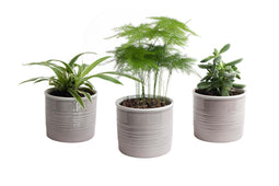 Mini Green | Bijzonder Trio in Laos keramiek (warmgrijs)