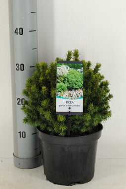 Picea glauca Alberta Globe