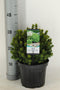 Picea glauca Alberta Globe