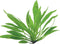 Eg helanthium bolivianum nr31