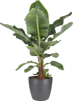 Musa bananenplant met Elho Brussels Round pot Antracite – ↨ 80 cm – ⌀ 24 cm