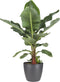 Musa bananenplant met Elho Brussels Round pot Antracite – ↨ 80 cm – ⌀ 24 cm