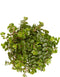 Sedum makinoi