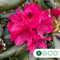 Rhododendron Nova Zembla | Rhododendron 'Nova Zembla' | Bomenbezorgd.nl