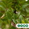 Aardbeienboom | Arbutus unedo 6-8 cm | Bomenbezorgd.nl