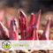Plant in a Box - Paeonia officinalis 'Rubra Plena' - Set van 3 - Roze Pioenrozen - Pot 9cm - Hoogte 0-40cm