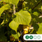 Koningslinde | Tilia europea 'Pallida' 14-18 cm | Bomenbezorgd.nl
