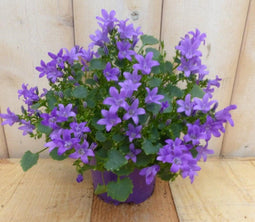 2 stuks! Campanula Portenschlagiana blauw
