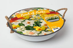 2 stuks - Baltus - Narcis Mini Nova Mix in Teil