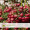 Plant in a Box - Gaultheria mucronata - Rode Pernettya in Mand - Parelbes - Winterharde groenblijvende plant - Pot 17cm - Hoogte 25-40cm