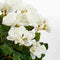 Mica Decorations Begonia - Kunstplant met bloemen - 37 cm - Wit - Terracotta pot