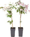 Plant in a Box - Clematis montana 'Fragrant Spring' - set van 2 - Bosrank - ⌀50cm - Hoogte 60-70cm