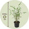 Plant in a Box - Fargesia Grex - Set van 6 blauwe bamboe - Winterharde niet-invasieve bamboe - Pot 13cm - Hoogte 30-40cm